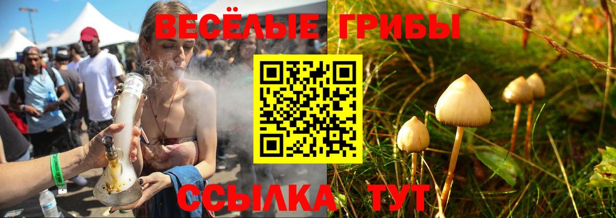 Галлюциногенные грибы Psilocybine cubensis Лабинск